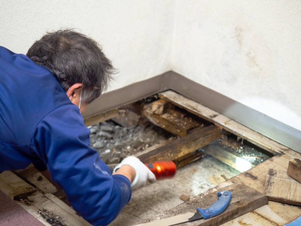 Best Affordable Mold Removal  in East Sandwich, MA