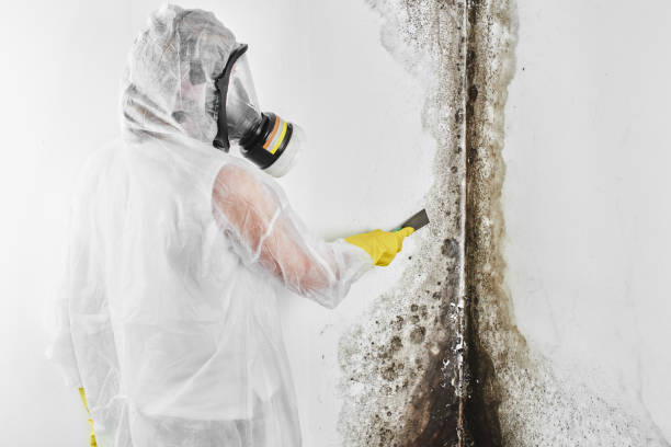 Best Fast Mold Removal  in East Sandwich, MA