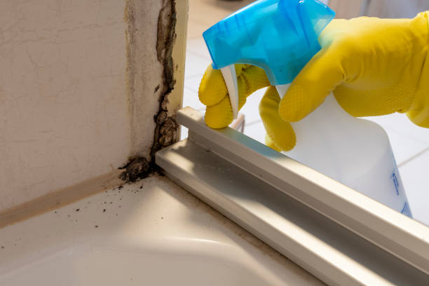 Home Mold Removal in East Sandwich, MA