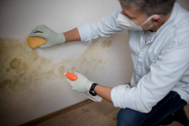 Best Mold Removal Near Me  in East Sandwich, MA