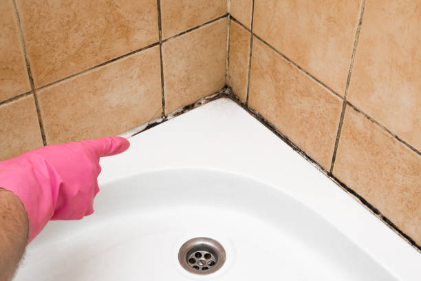 Best Mold Remediation  in East Sandwich, MA